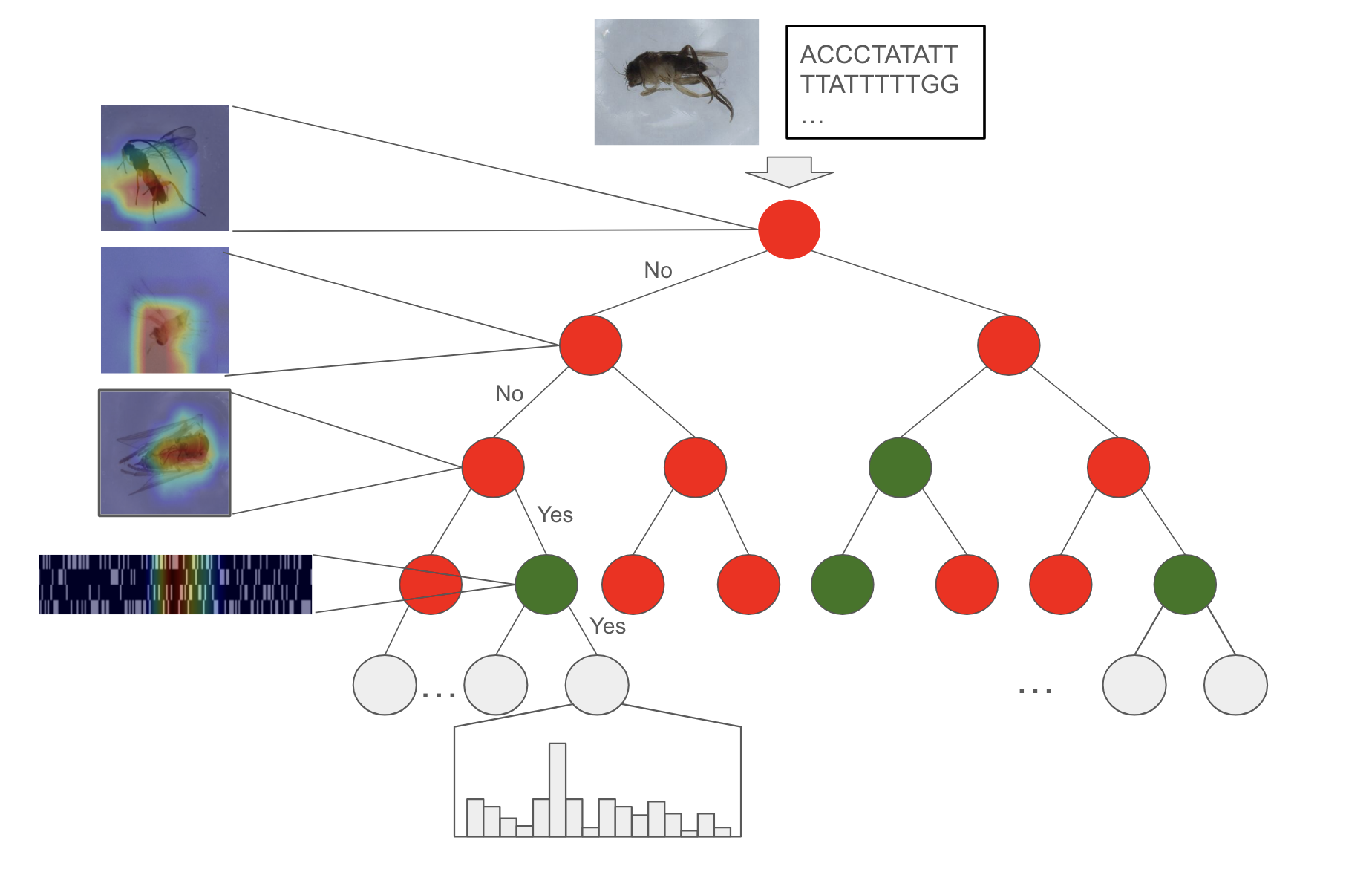 Diagram of our ProtoTree evaluation